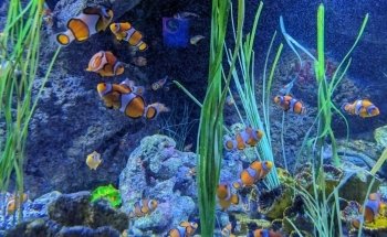 SEA LIFE Loch Lomond Aquarium
