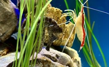 SEA LIFE Loch Lomond Aquarium
