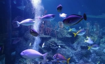 Skegness Aquarium