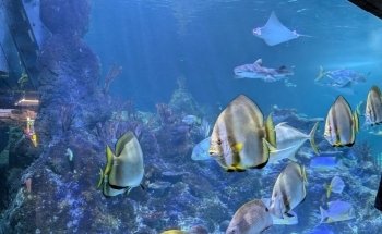 Skegness Aquarium