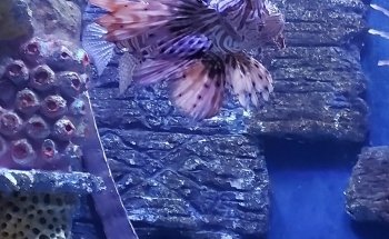 Skegness Aquarium