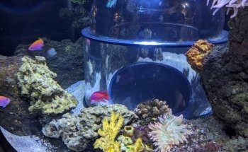 Skegness Aquarium