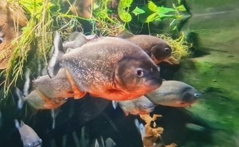 Sealife Adventure