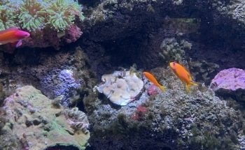 Sealife Adventure