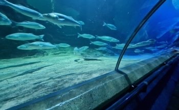 Deep Sea World