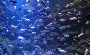 Deep Sea World
