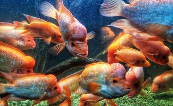 Deep Sea World