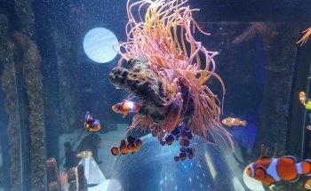 SEA LIFE Manchester