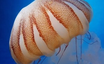 SEA LIFE Manchester