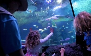 SEA LIFE Manchester