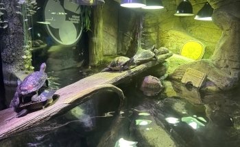 SEA LIFE Manchester