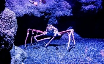 SEA LIFE Manchester