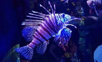 SEA LIFE Manchester