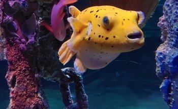 SEA LIFE Manchester