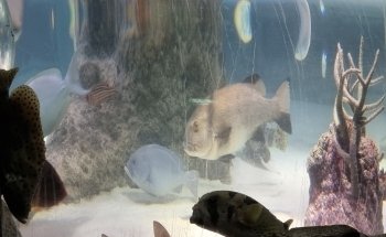 SEA LIFE Manchester