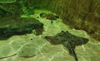 Lakes Aquarium