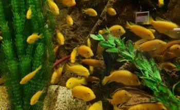 Lakes Aquarium