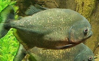 Lakes Aquarium