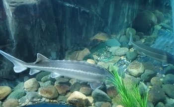 Lakes Aquarium