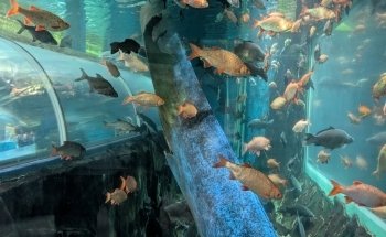 Lakes Aquarium