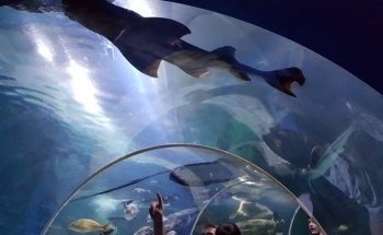 Blue Reef Aquarium Newquay