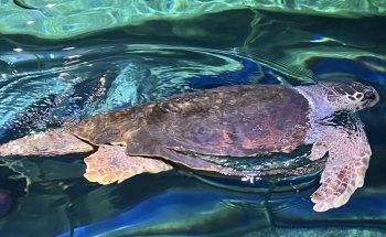Blue Reef Aquarium Newquay