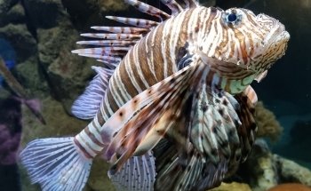 Blue Reef Aquarium Newquay