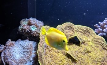 Blue Reef Aquarium Newquay