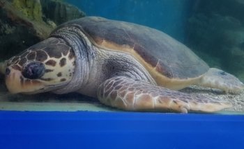 Blue Reef Aquarium Newquay