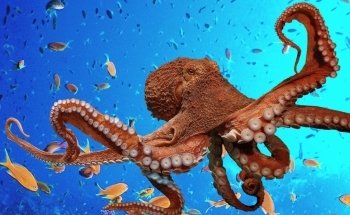 Blue Reef Aquarium Newquay