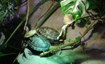 Blue Reef Aquarium Newquay