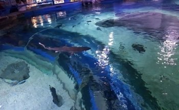 Blue Reef Aquarium Newquay