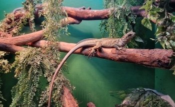 Blue Reef Aquarium Newquay
