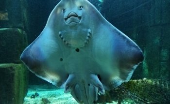 Exploris Aquarium