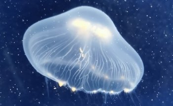 Anglesey Sea Zoo