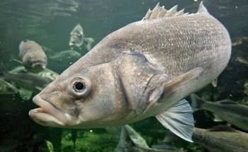 Anglesey Sea Zoo