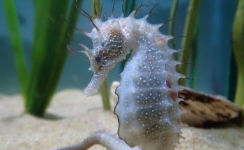 Anglesey Sea Zoo