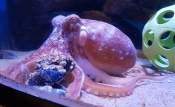 Anglesey Sea Zoo