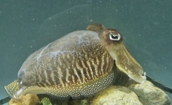 Anglesey Sea Zoo