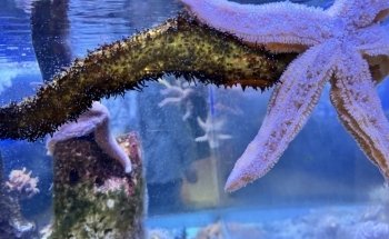Anglesey Sea Zoo