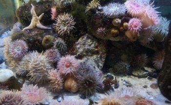 Anglesey Sea Zoo