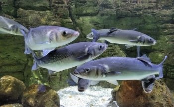 Hastings Aquarium