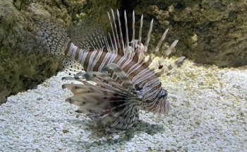 Hastings Aquarium