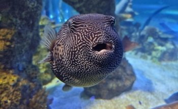 Hastings Aquarium