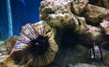 Hastings Aquarium