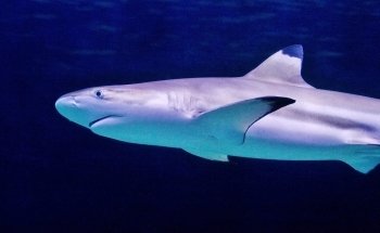 Hastings Aquarium