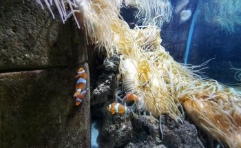 Tynemouth Aquarium