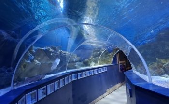 Tynemouth Aquarium