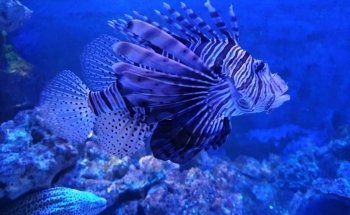 Tynemouth Aquarium