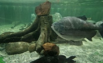Tynemouth Aquarium